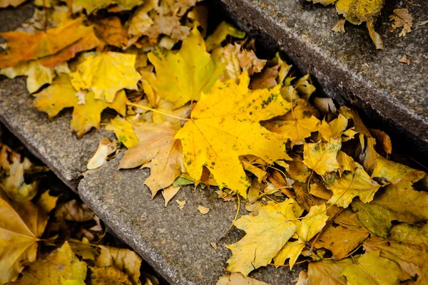 Sten trappa bana med fall blad — Stockfoto