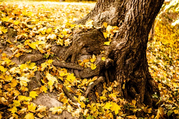 Hojas caídas cerca de hermoso árbol —  Fotos de Stock