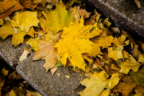 Stone stair path with fall leaves — Stock Photo, Image