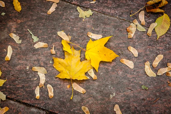 Beautiful yellow autumnal maple leaves — Stock Photo, Image