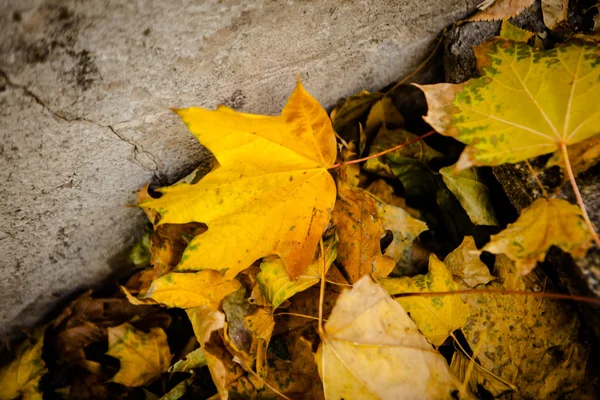 Golden autumn leaves on ground. — Stock Photo, Image