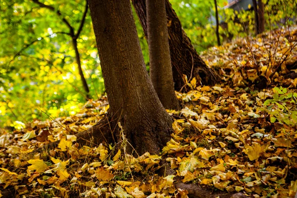Nedfallna löv nära vackert träd — Stockfoto
