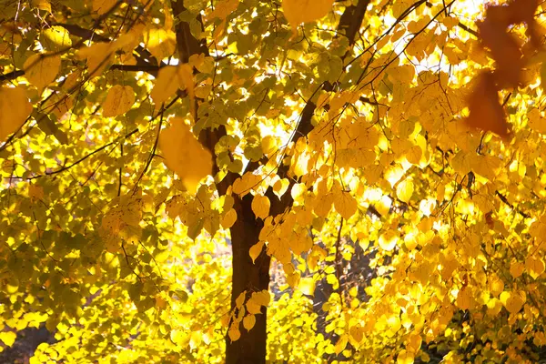 पीले पत्तियों के साथ पेड़ — स्टॉक फ़ोटो, इमेज