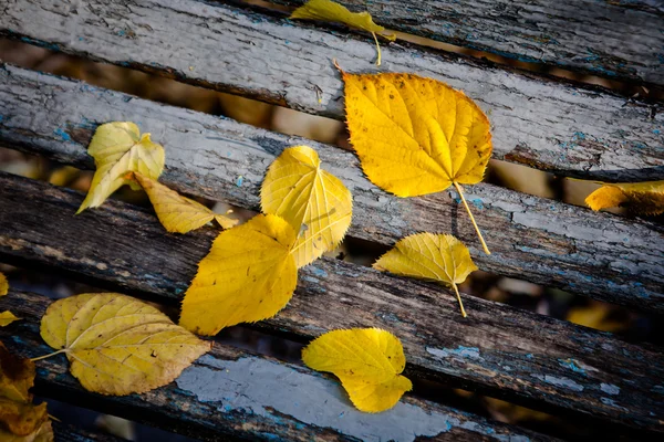 Höstlöv — Stockfoto