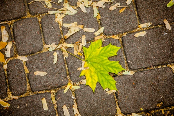 Gul lönnlöv på asfalt — Stockfoto