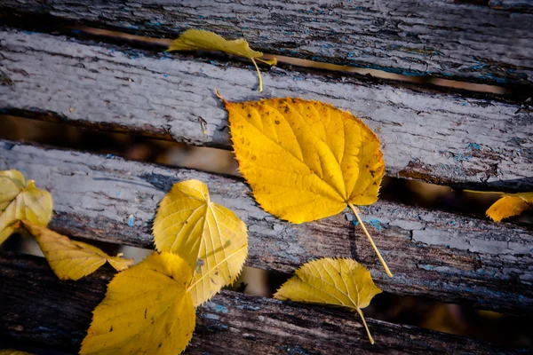 Folhas de Outono — Fotografia de Stock