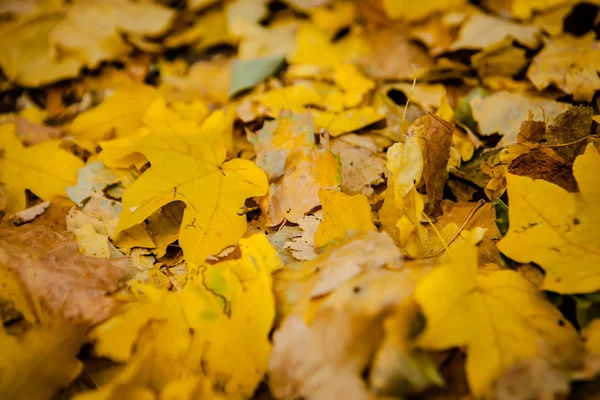 Golden autumn leaves on ground. — Stock Photo, Image