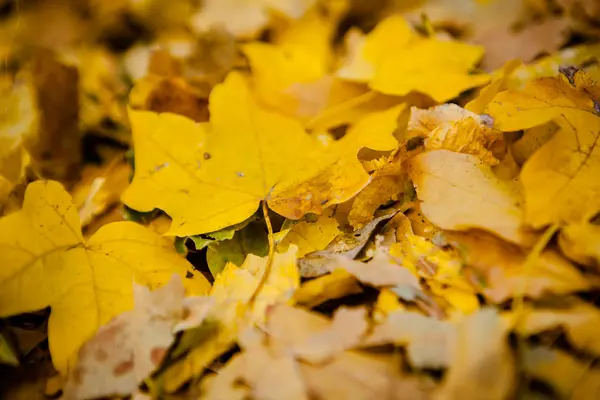 Golden autumn leaves on ground. — Stock Photo, Image