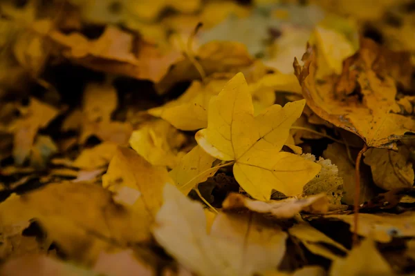 Hojas doradas de otoño en tierra . —  Fotos de Stock