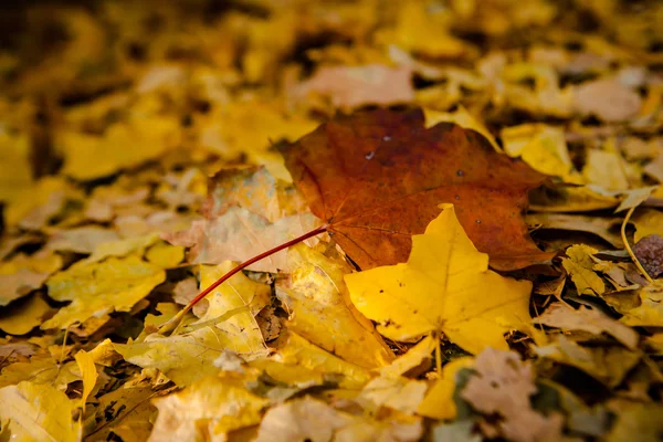 Golden autumn leaves on ground. — Stock Photo, Image