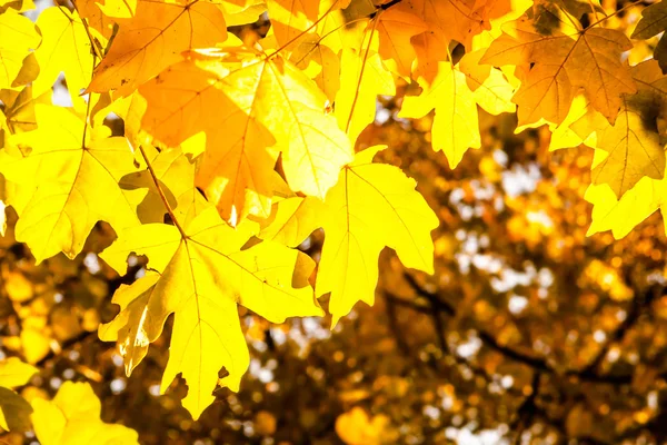 Árvore com folhas amarelas — Fotografia de Stock
