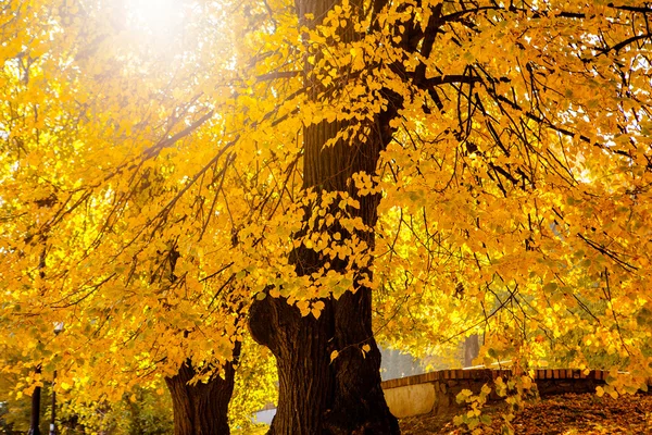 Colorful foliage in autumn park — Stock Photo, Image