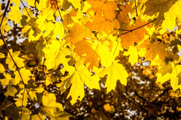 黄色の葉の木 — ストック写真