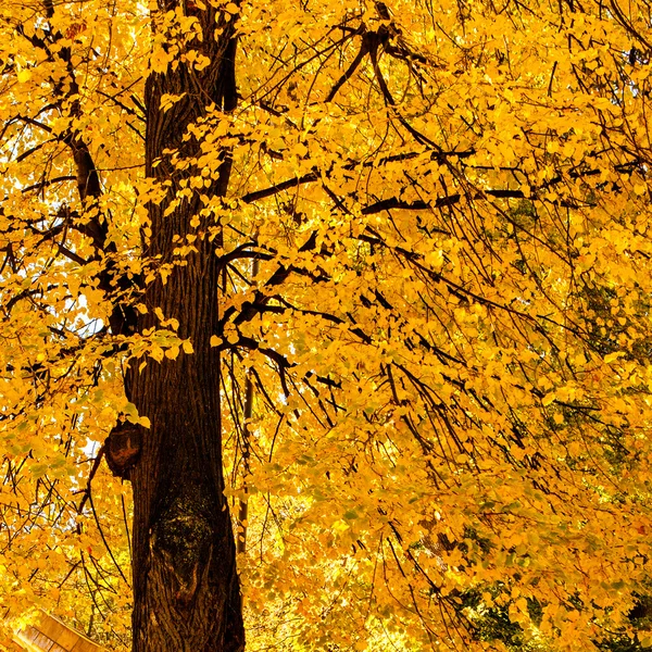 Colorful foliage in autumn park — Stock Photo, Image