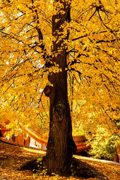 Colorful foliage in autumn park — Stock Photo, Image