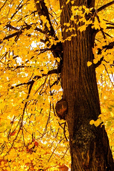 Colorful foliage in autumn park — Stock Photo, Image