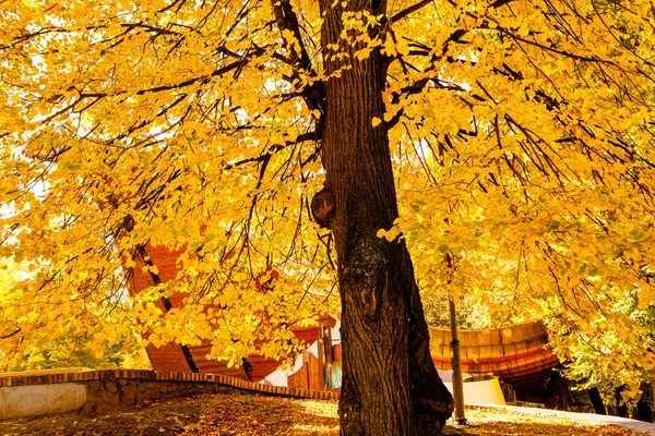 Colorful foliage in autumn park — Stock Photo, Image