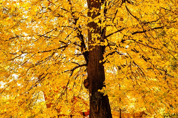 Colorful foliage in autumn park — Stock Photo, Image