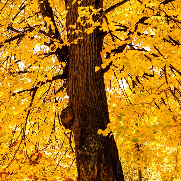 Colorful foliage in autumn park — Stock Photo, Image