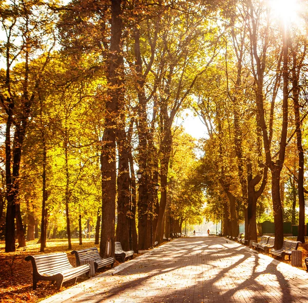 Őszi park padok sor — Stock Fotó