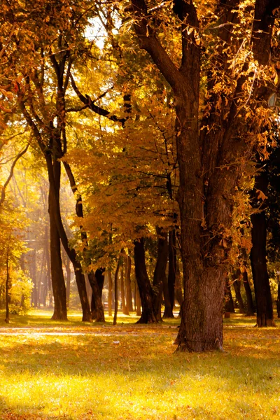 Осенний лес с солнечными лучами — стоковое фото