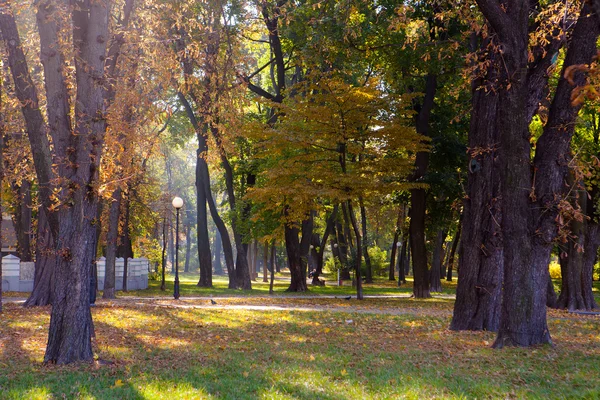 Autumn wood with sun rays — Stock Photo, Image