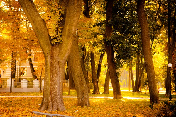 Zonsopgang in herfstbos — Stockfoto