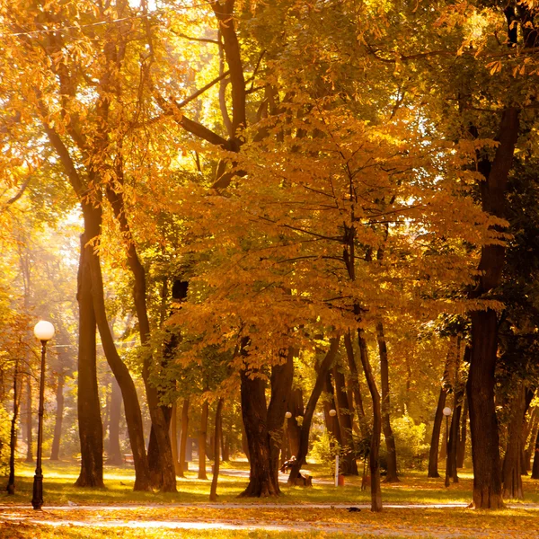 Zonsopgang in herfstbos — Stockfoto