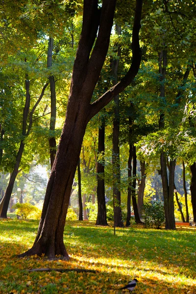 Φθινοπωρινά φύλλα στο όμορφο πτώση πάρκο — Φωτογραφία Αρχείου