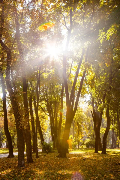 Foglie autunnali nel bellissimo parco autunnale — Foto Stock