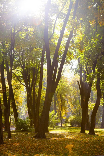 Őszi park gyönyörű őszi levelek — Stock Fotó