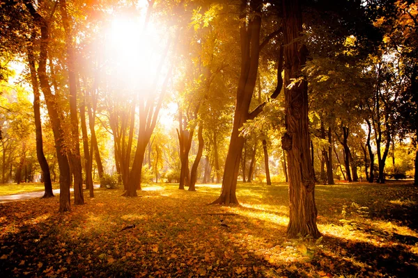 Foglie autunnali nel bellissimo parco autunnale — Foto Stock