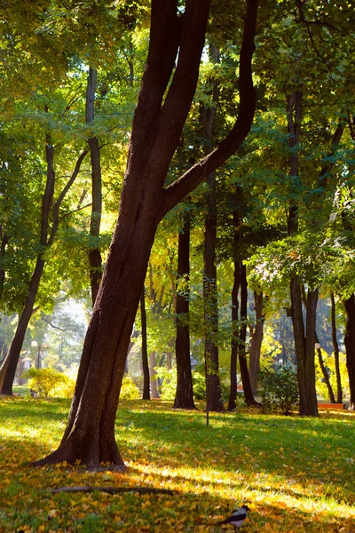 Herfst hout met zonnestralen — Stockfoto