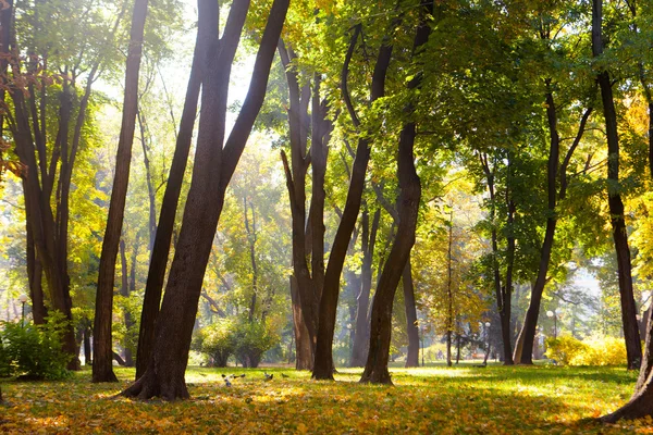 Legno autunnale con raggi solari — Foto Stock