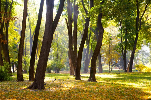 Foglie autunnali nel bellissimo parco autunnale — Foto Stock