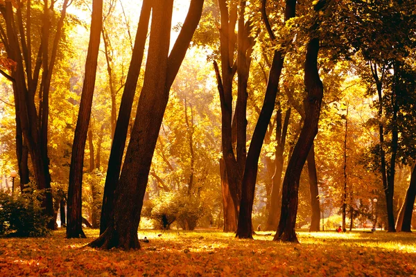 Alba nella foresta autunnale — Foto Stock