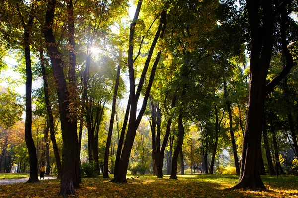 Осіннє листя в прекрасному осінньому парку — стокове фото