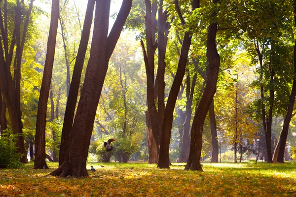 Őszi park gyönyörű őszi levelek — Stock Fotó