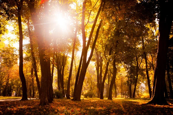 Nascer do sol na floresta de outono — Fotografia de Stock