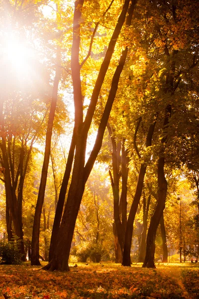 Nascer do sol na floresta de outono — Fotografia de Stock