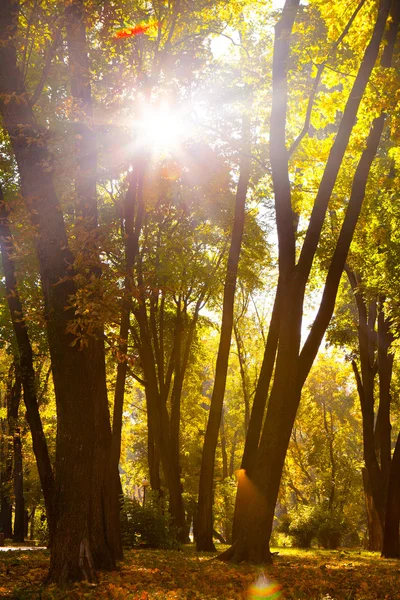 Legno autunnale con raggi solari — Foto Stock