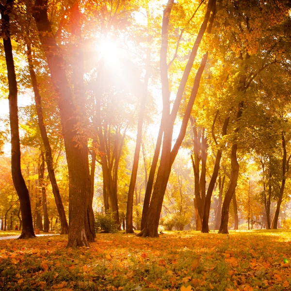 Nascer do sol na floresta de outono — Fotografia de Stock