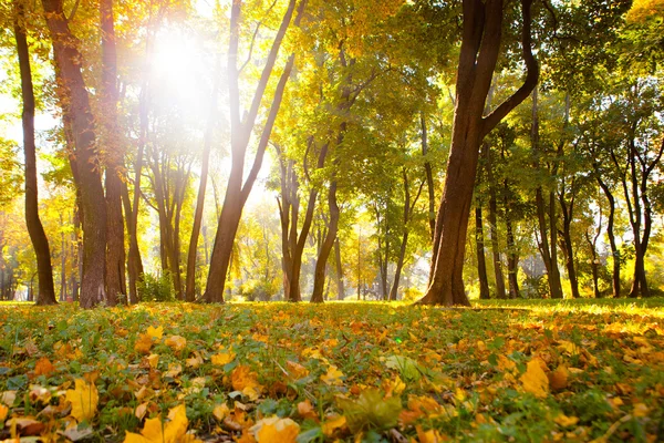 Foglie autunnali nel bellissimo parco autunnale — Foto Stock