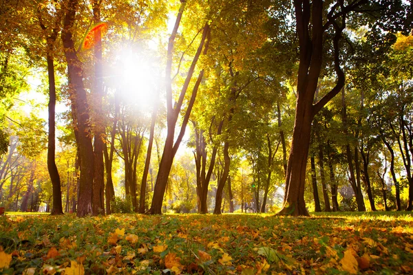 Foglie autunnali nel bellissimo parco autunnale — Foto Stock