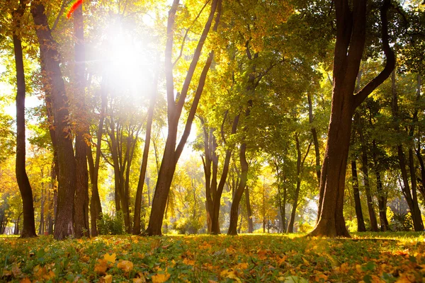 Φθινοπωρινά φύλλα στο όμορφο πτώση πάρκο — Φωτογραφία Αρχείου