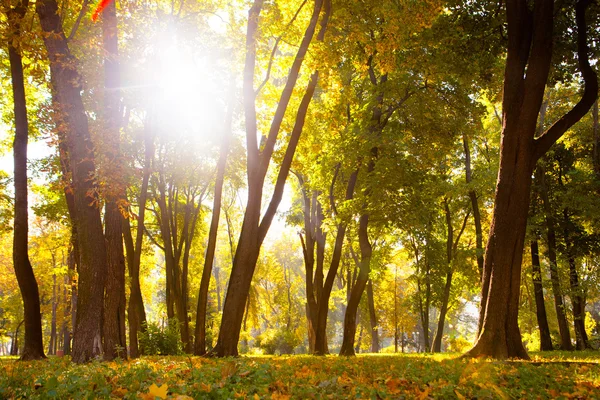 Folhas de outono no belo parque de queda — Fotografia de Stock