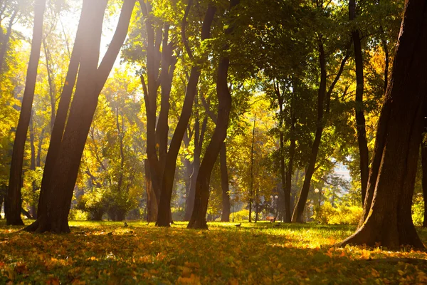 Nascer do sol na floresta de outono — Fotografia de Stock