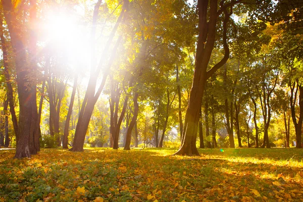 Foglie autunnali nel bellissimo parco autunnale — Foto Stock