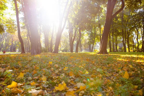 Őszi park gyönyörű őszi levelek — Stock Fotó