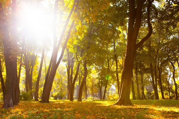 Foglie autunnali nel bellissimo parco autunnale — Foto Stock